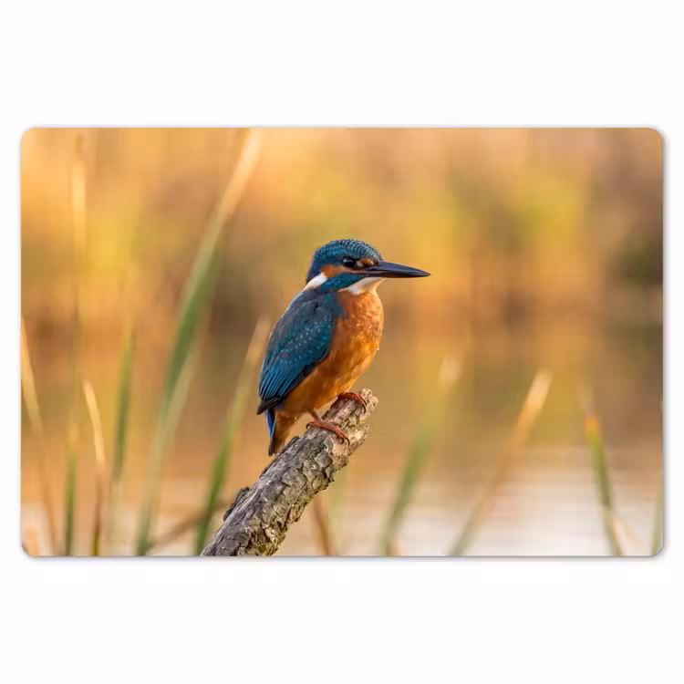 IJsvogel - Tak - Water - Kleurrijk - Levendig Placemat vinyl groot -zzsfeer1_Kitchenyeah-website
