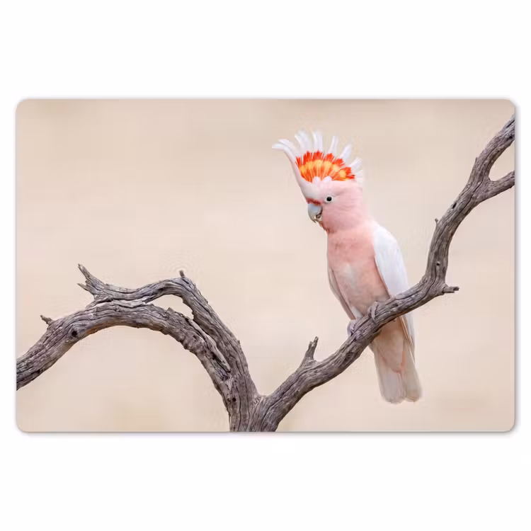 Papagaai - Tak - Roze Placemat vinyl groot -zzsfeer1_Kitchenyeah-website