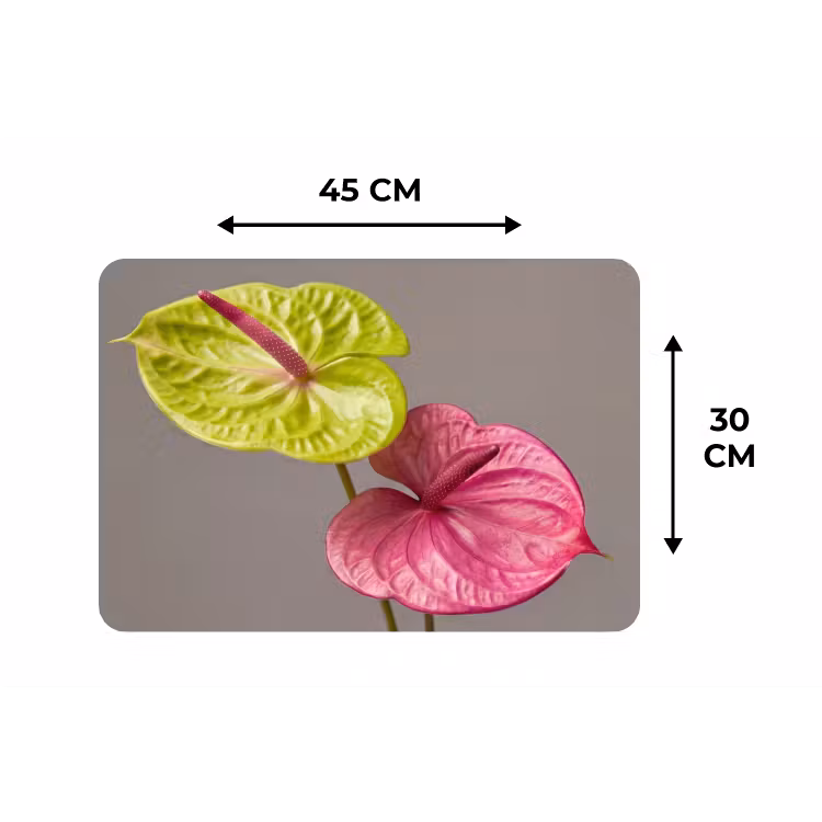 Planten - Anthurium - Groen - Roze Placemat vinyl groot -specs