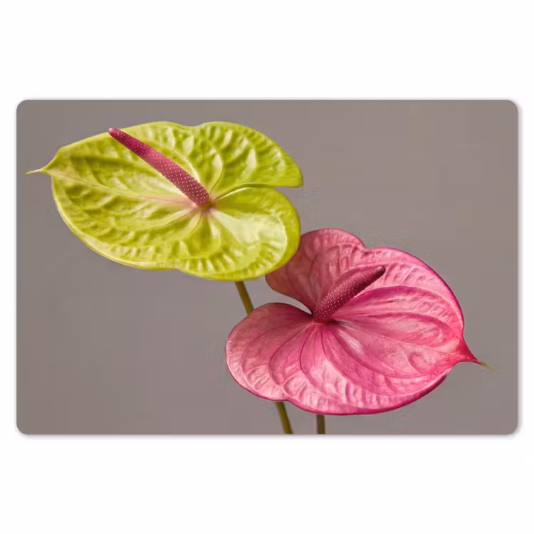 Planten - Anthurium - Groen - Roze Placemat vinyl groot -zzsfeer1_Kitchenyeah-website