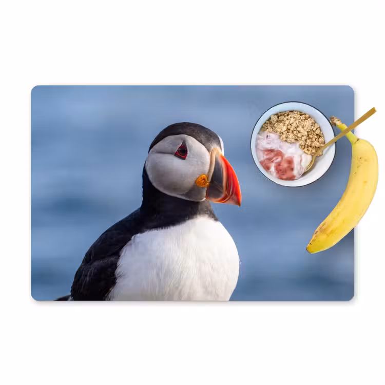 Papegaaiduiker - Portret - Natuur Placemat vinyl groot -zzzproduct_Kitchenyeah-website