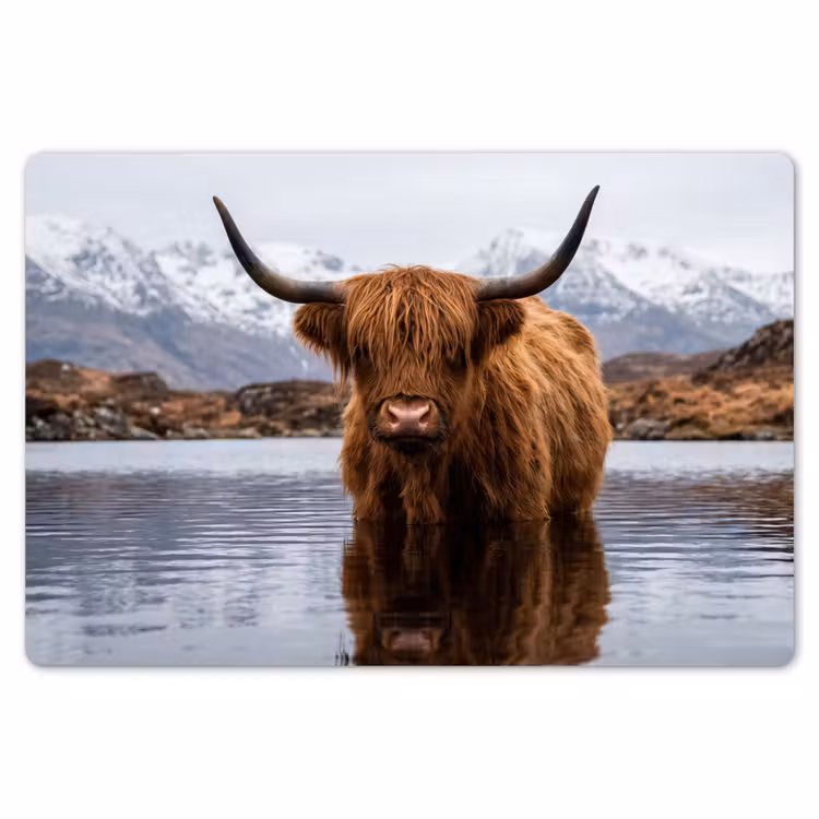 Schotse hooglander - Bruin - Water Placemat vinyl groot -zzsfeer1_Kitchenyeah-website