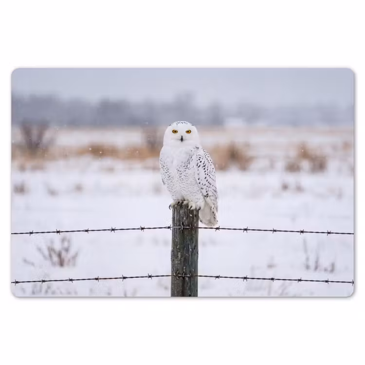 Sneeuwuil - Hek - Sneeuw - Wit Placemat vinyl groot -zzsfeer1_Kitchenyeah-website