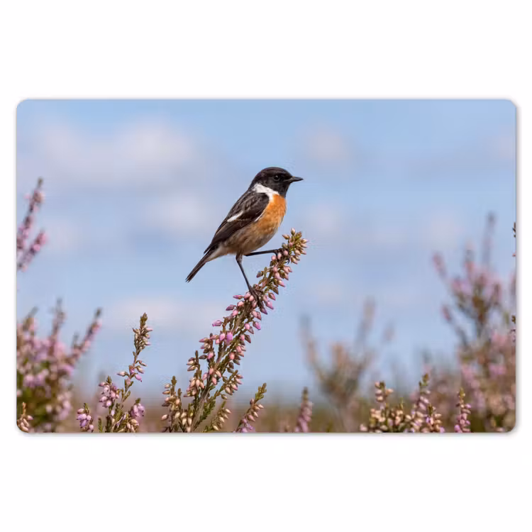 Roodborsttapuit - Heide - Paars - Natuur - Sfeervol Placemat vinyl groot -zzsfeer1_Kitchenyeah-website