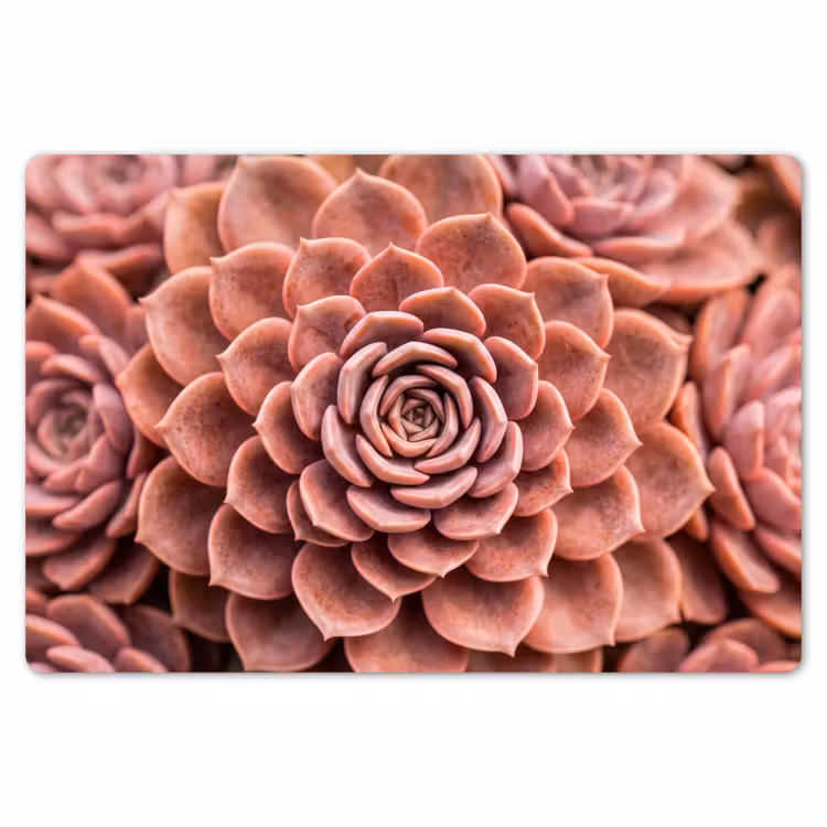 Vetplant - Organisch - Roze Placemat vinyl groot -zzsfeer1_Kitchenyeah-website