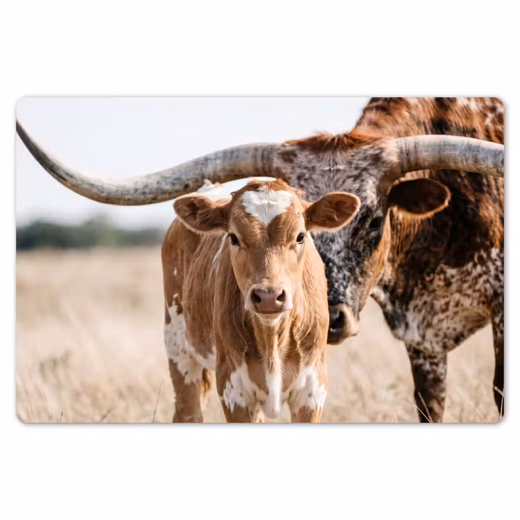 Texas Longhorn - Kalf - Weide - Dieren Placemat vinyl groot -zzsfeer1_Kitchenyeah-website