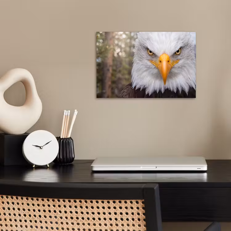 Amerikaans - Zeearend - Portret - Geel poster papier klein -sfeer1