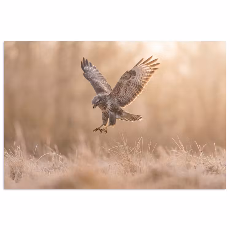 Buizerd - Roofvogel - Natuur - Bruin poster papier klein -3d