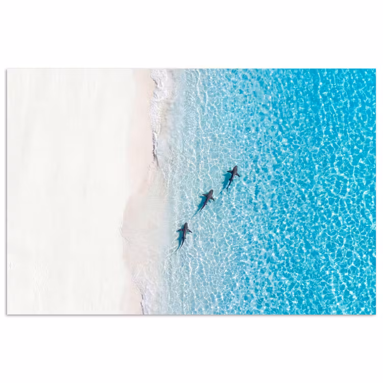 Vis - Oceaan - Strand - Turquoise - Natuur poster papier klein -3d