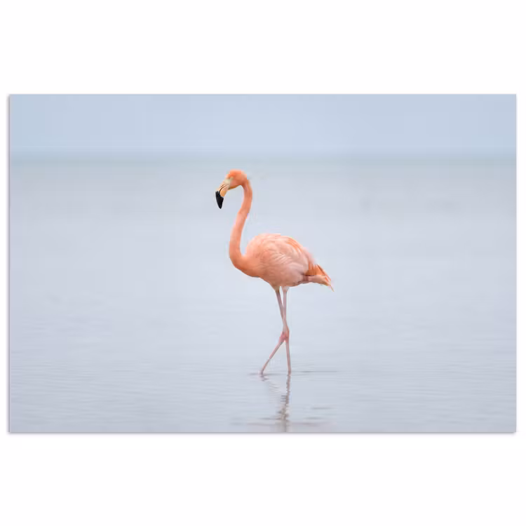 Flamingo - Zee - Roze poster papier klein -3d