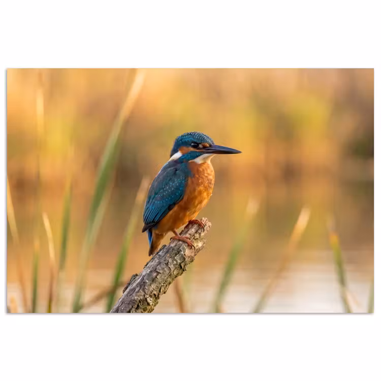 IJsvogel - Tak - Water - Kleurrijk - Levendig poster papier klein -3d