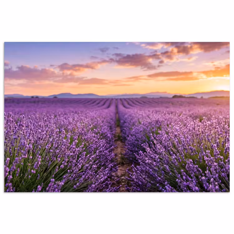 Lavendel - Veld - Natuur - Paars poster papier klein -3d