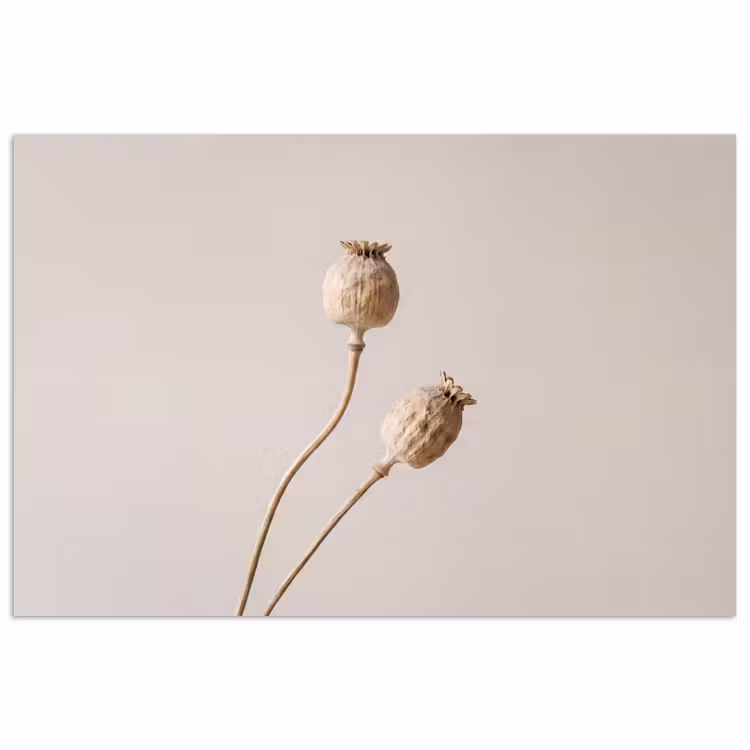 Papaverbollen - Droogbloemen - Minimalistisch - Beige - Rustig poster papier klein -3d