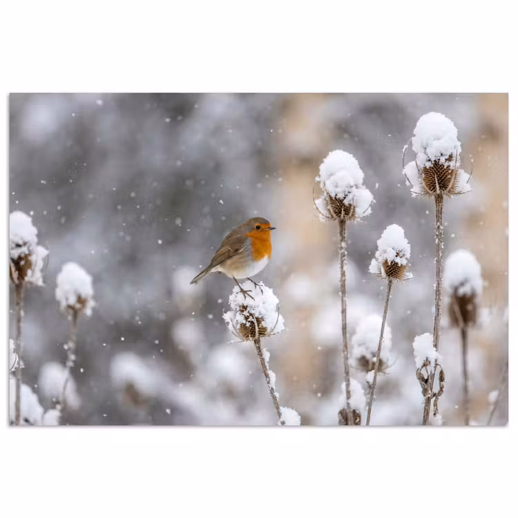 Roodborstje - Gedroogde bloem - Sneeuw - Winter - Vertederend poster papier klein -3d