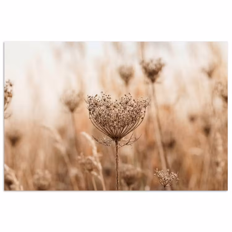 Schermbloem - Droogbloem - Winter - Beige - Minimalistisch poster papier klein -3d