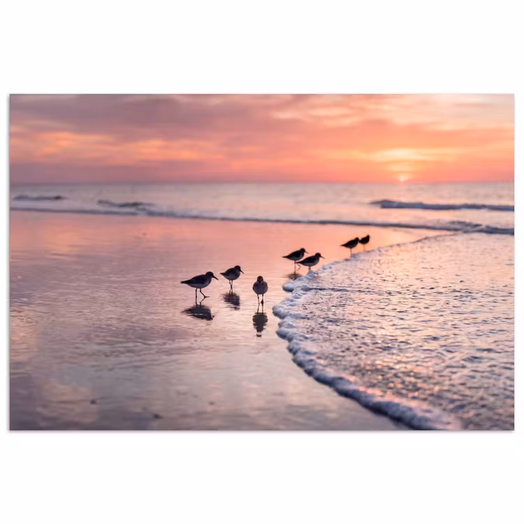 Meeuwen - Strand - Zee - Roze poster papier klein -3d