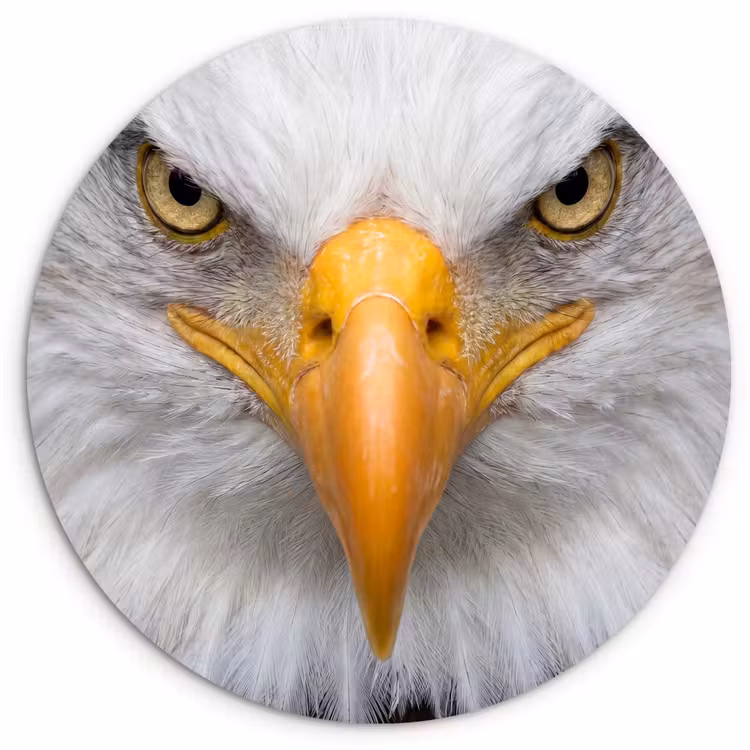 Amerikaans - Zeearend - Portret - Geel Wandcirkel kunststof plaat 5mm dik klein -3d