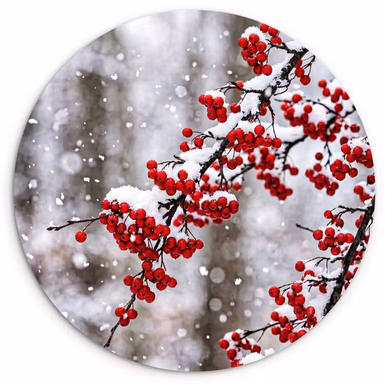 Bessen - Takken - Sneeuw - Winter - Kleurrijk Wandcirkel kunststof plaat 5mm dik klein -3d