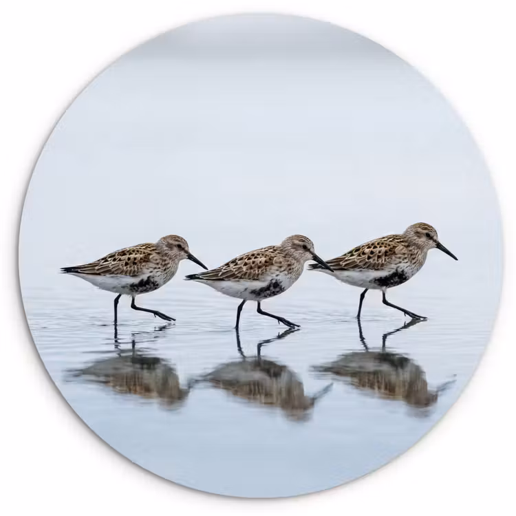 Vogels - Water - Grijs Wandcirkel kunststof plaat 5mm dik klein -3d