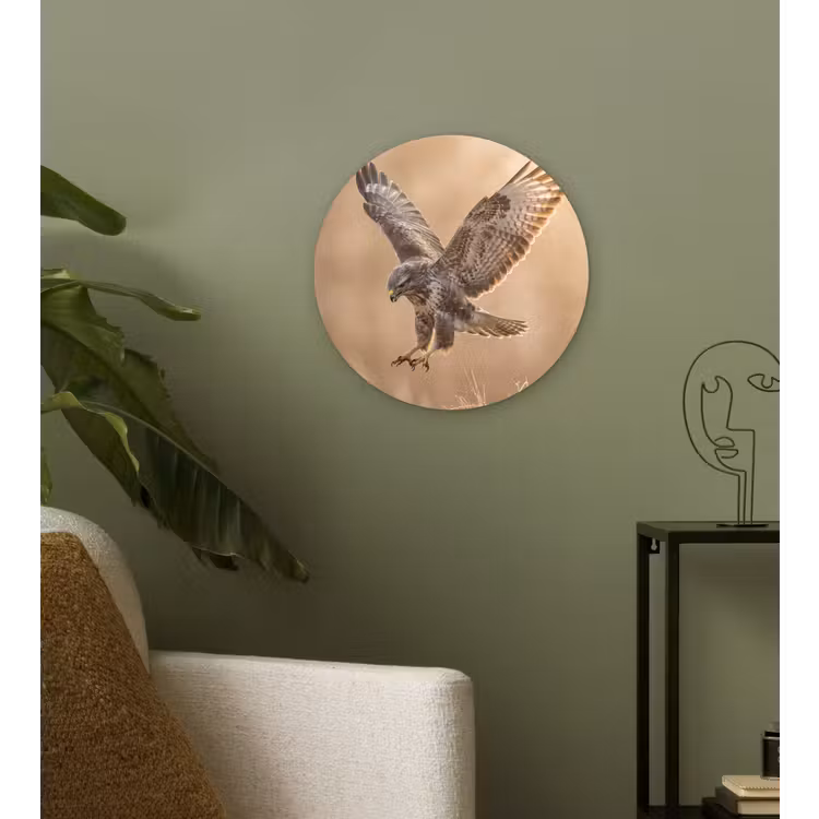 Buizerd - Roofvogel - Natuur - Bruin Wandcirkel kunststof plaat 5mm dik klein -sfeer3