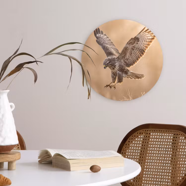 Buizerd - Roofvogel - Natuur - Bruin Wandcirkel kunststof plaat 5mm dik klein -sfeer4