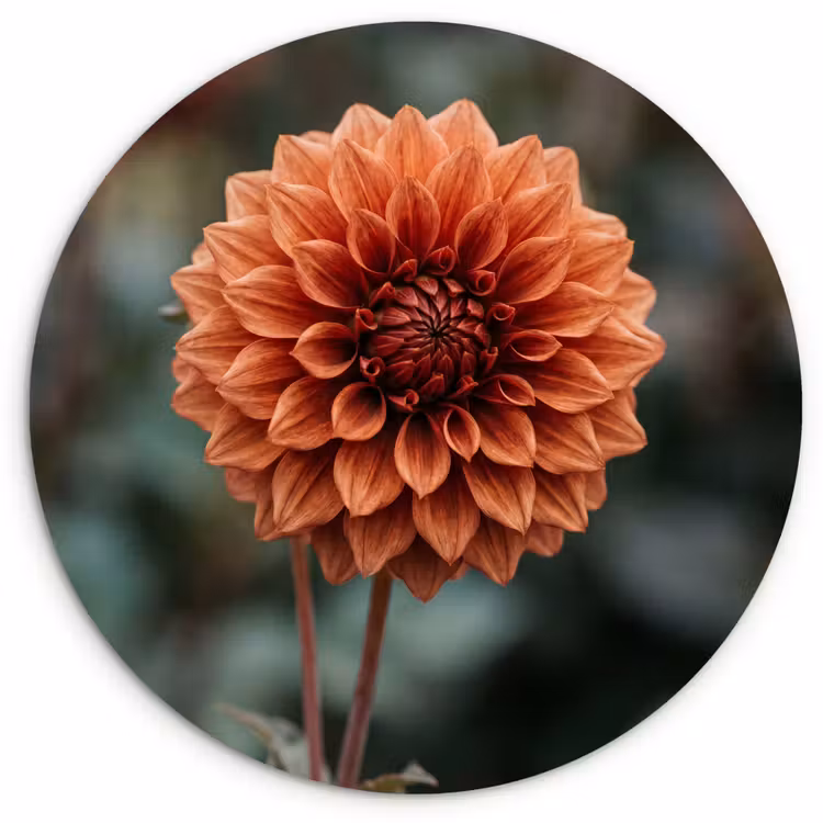 Dahlia - Bloem - Natuur - Sfeervol Wandcirkel kunststof plaat 5mm dik klein -3d