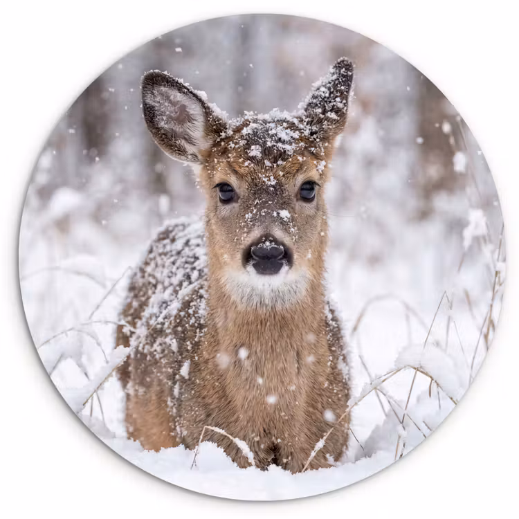 Hert - Sneeuw - Bos - Dieren - Vertederend Wandcirkel kunststof plaat 5mm dik klein -3d
