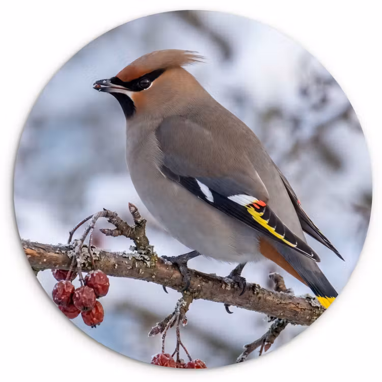 Pestvogel - Bessen - Winter - Natuur Wandcirkel kunststof plaat 5mm dik klein -3d