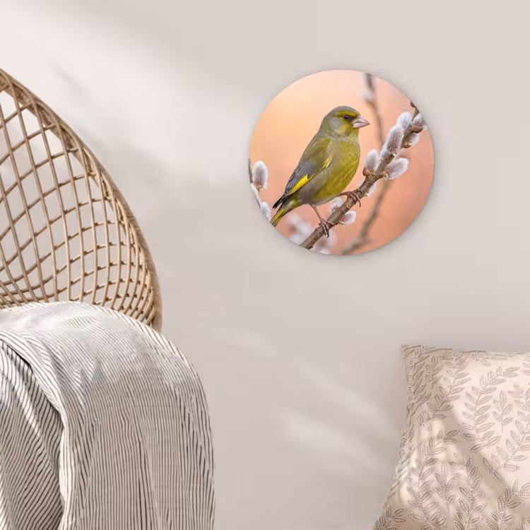 Groenling - Katjes - Lente - Natuur - Zacht Wandcirkel kunststof plaat 5mm dik klein -sfeer5