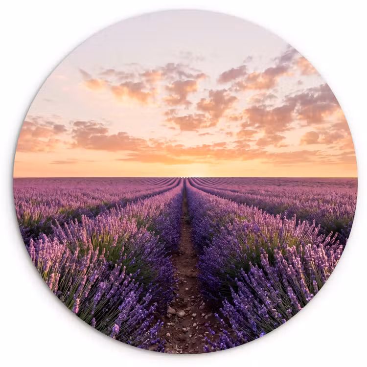 Landschap - Lavendelveld - Paars Wandcirkel kunststof plaat 5mm dik klein -3d