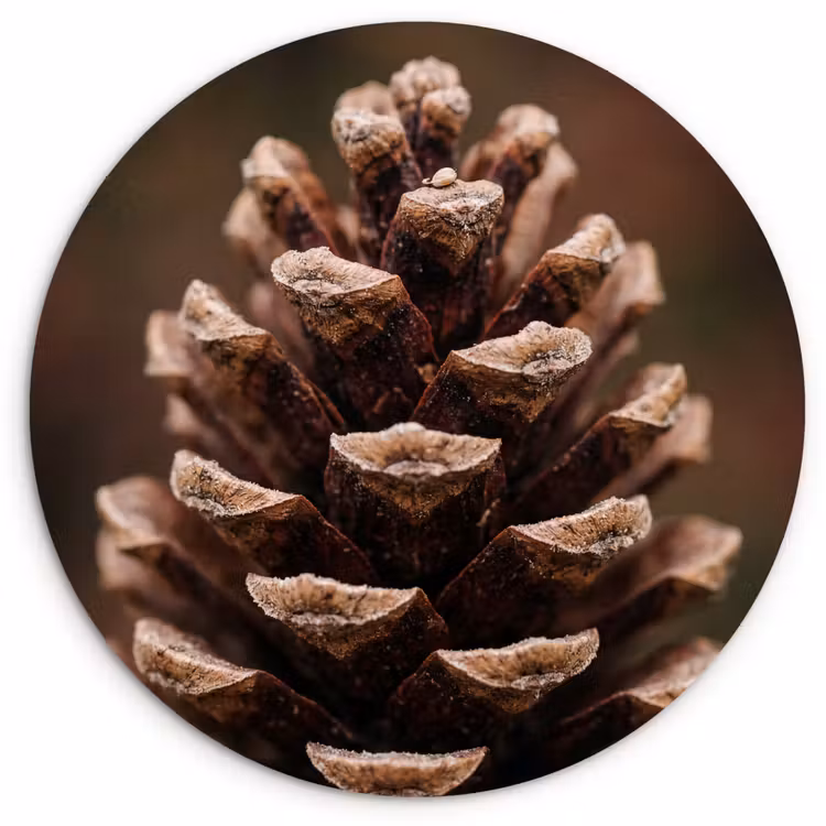 Dennenappel - Bos - Herfst - Bruin - Sfeervol Wandcirkel kunststof plaat 5mm dik klein -3d