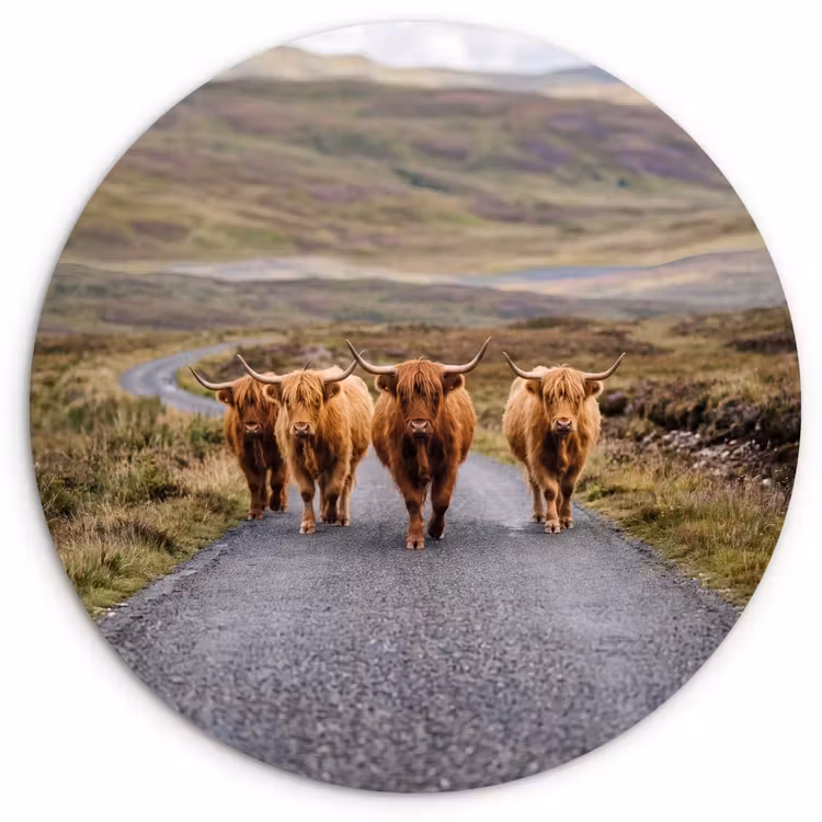 Schotse Hooglanders - Weg - Landschap - Kudde Wandcirkel kunststof plaat 5mm dik klein -3d