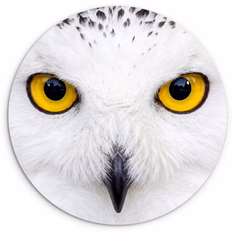Sneeuwuil - Portret - Geel Wandcirkel kunststof plaat 5mm dik klein -3d