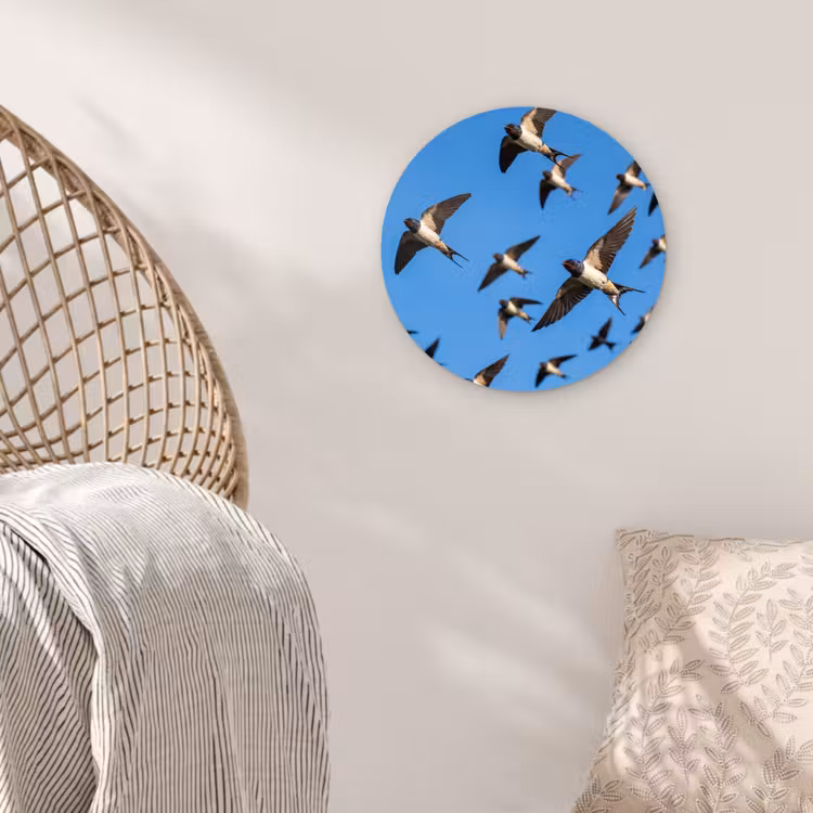 Zwaluwen - Vliegen - Blauw Wandcirkel kunststof plaat 5mm dik klein -sfeer5