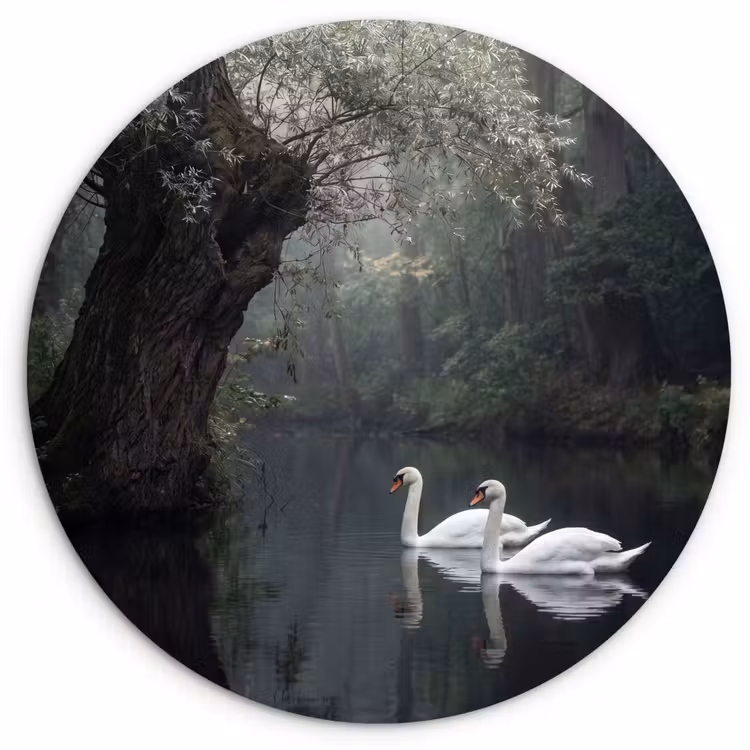 Zwanen - Rivier - Bos Wandcirkel kunststof plaat 5mm dik klein -3d