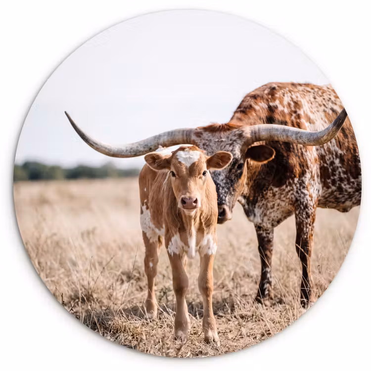 Texas Longhorn - Kalf - Weide - Dieren Wandcirkel kunststof plaat 5mm dik klein -3d
