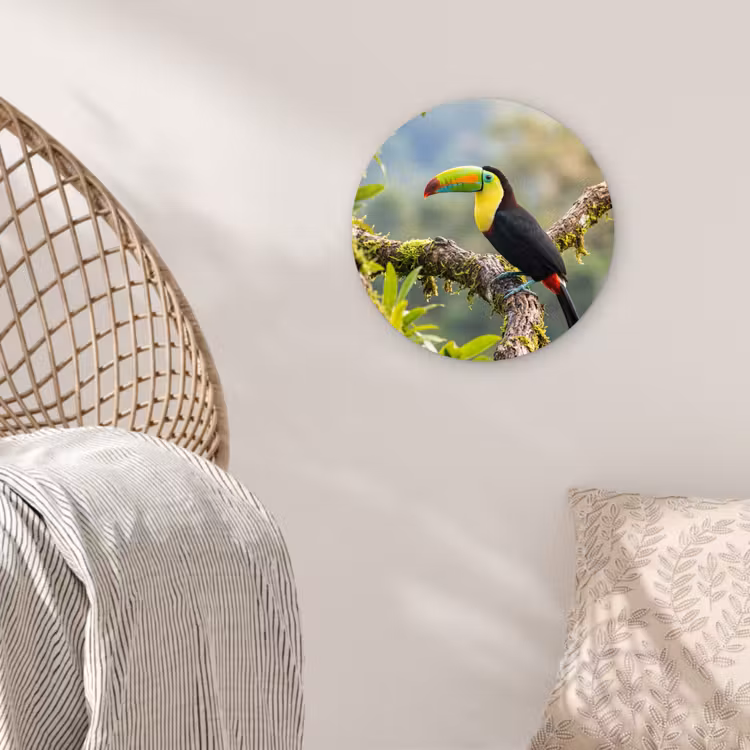 Toekan - Jungle - Natuur - Kleurrijk Wandcirkel kunststof plaat 5mm dik klein -sfeer5
