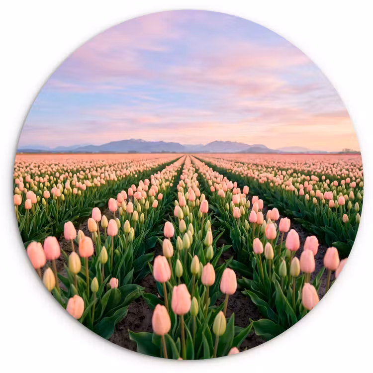Tulpen - Landschap - Roze Wandcirkel kunststof plaat 5mm dik klein -3d
