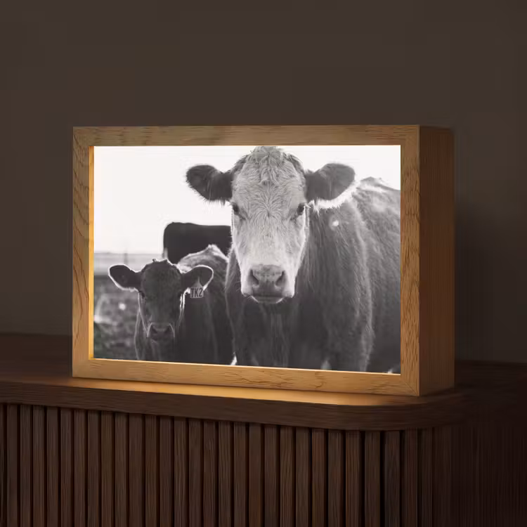 Koeien - Zwart - Wit Light Box met kabel (Tafellamp) klein -z3d_website