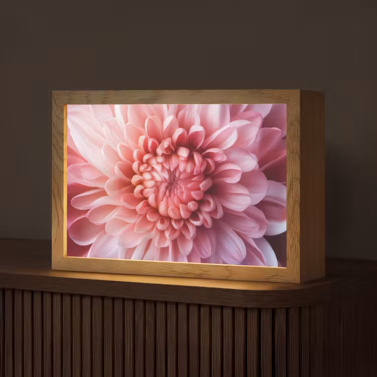 Dahlia - Bloem - Close up - Roze Light Box met kabel (Tafellamp) klein -z3d_website