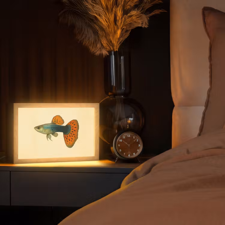 Vis - illustratie - Stippen - Oranje Light Box met kabel (Tafellamp) klein -sfeer1