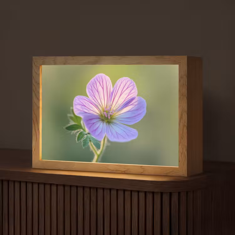 Bloem - Close up - Paars Light Box met kabel (Tafellamp) klein -z3d_website