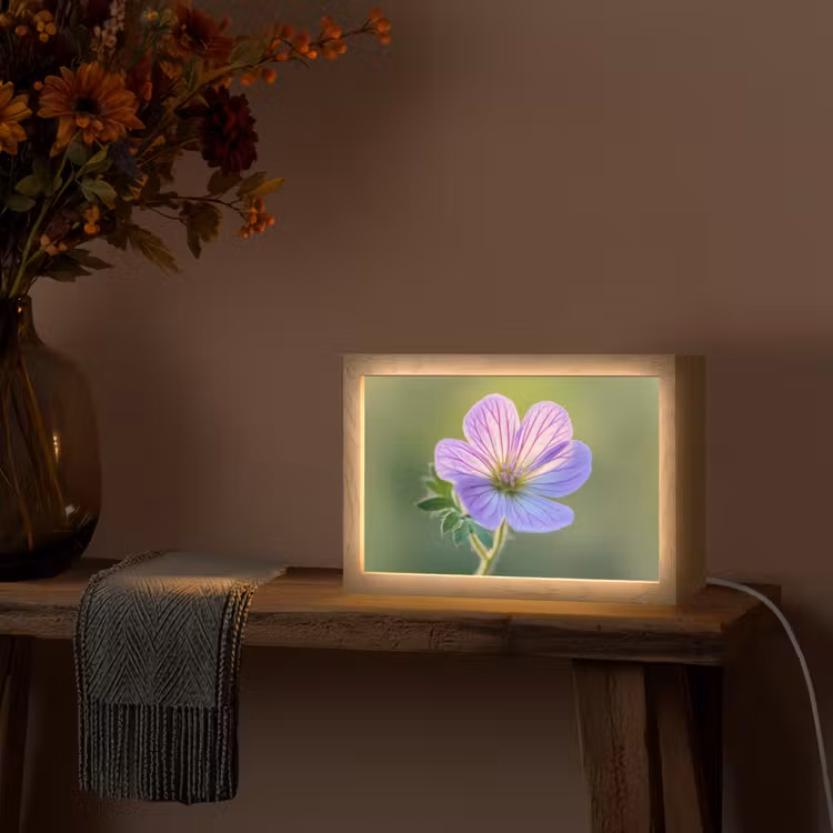 Bloem - Close up - Paars Light Box met kabel (Tafellamp) klein -sfeer4