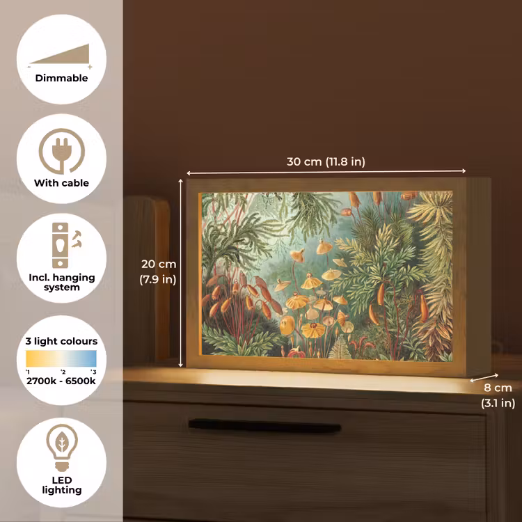 Oude meesters - Kunst - Muscinae - Haeckel Light Box met kabel (Tafellamp) klein -USP_EN