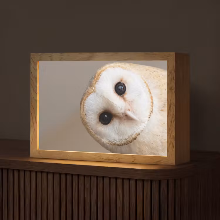 Uil - Bruin - Wit Light Box met kabel (Tafellamp) klein -z3d_website