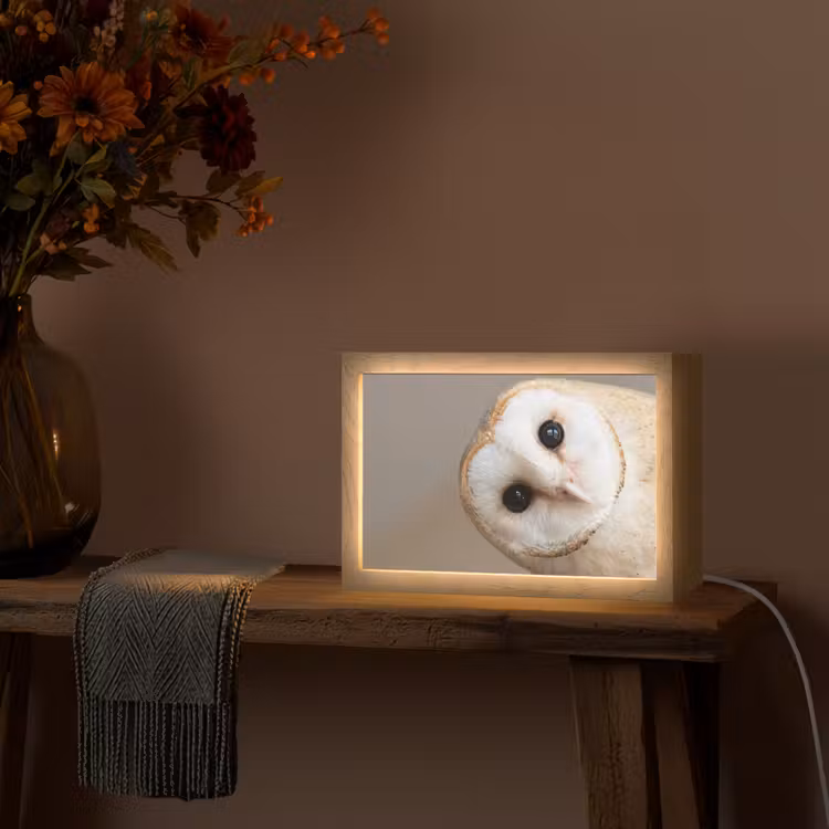 Uil - Bruin - Wit Light Box met kabel (Tafellamp) klein -sfeer4
