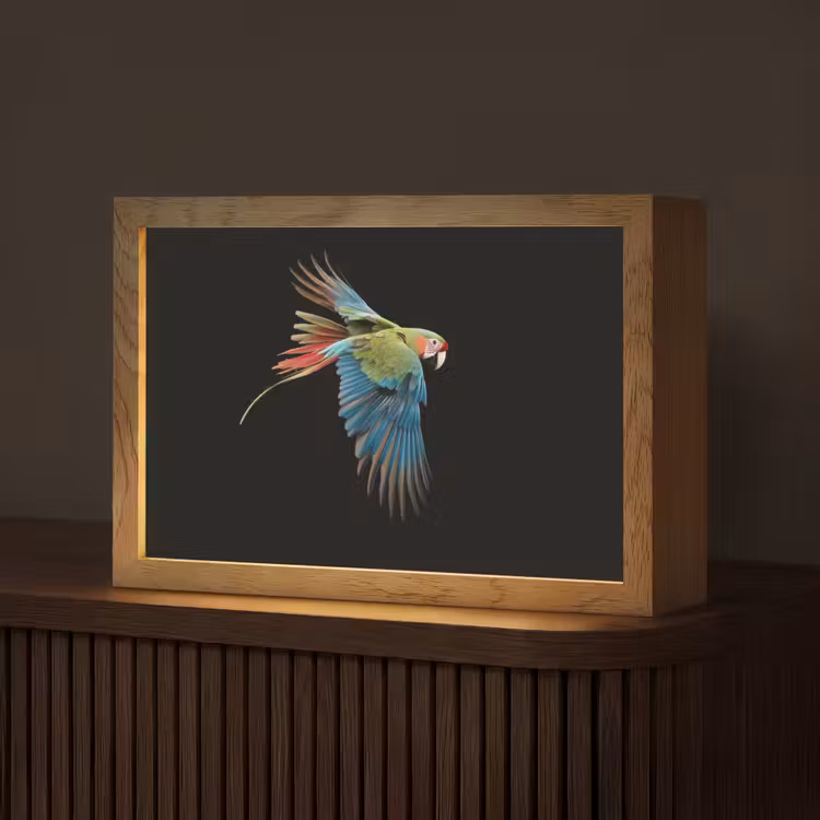 Papegaai - Kleurrijk - Vleugels - Sierlijk Light Box met kabel (Tafellamp) klein -z3d_website
