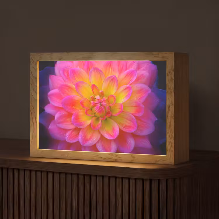 Roze - Dahlia - Kleurrijk Light Box met kabel (Tafellamp) klein -z3d_website
