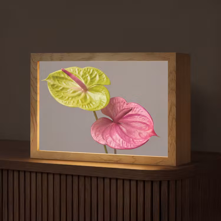 Planten - Anthurium - Groen - Roze Light Box met kabel (Tafellamp) klein -z3d_website