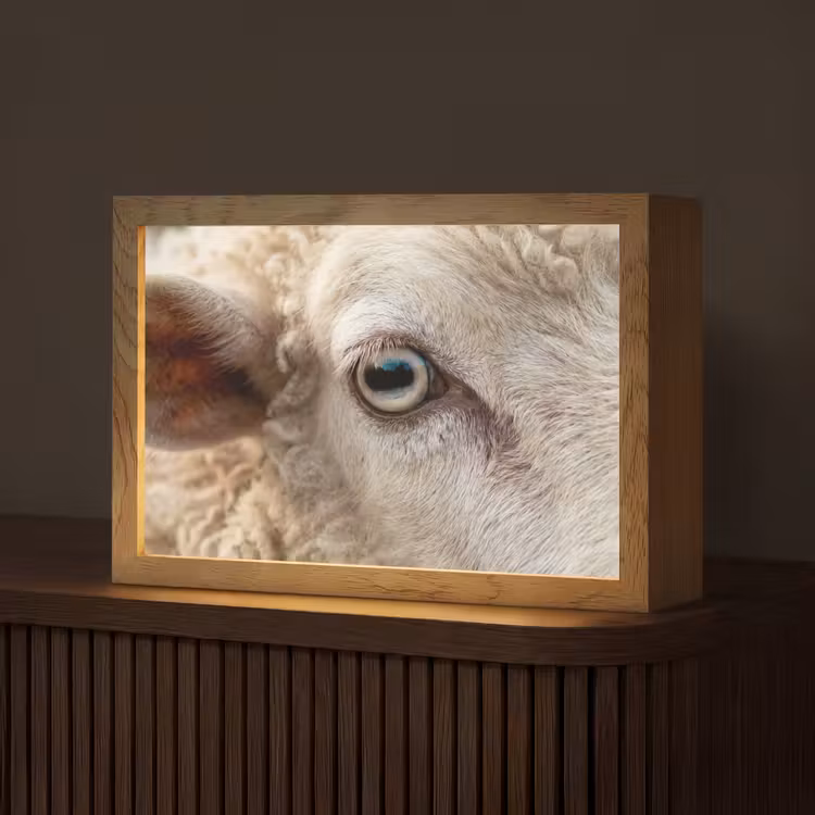 Schaap - Oog - Wit Light Box met kabel (Tafellamp) klein -z3d_website